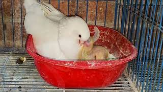 حنية الحمام في اطعام الزغاليل 😍pigeon feeding baby