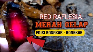 BONGKAR BONGKAR BAHAN RED RAFLESIA NIH KUALITAS SUPER