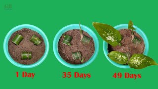 Dieffenbachia or dumb cane propagation with update