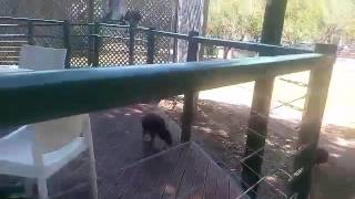 Australian Bush Turkeys Competing for Food