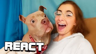 React: Best Dog Videos of the Decade