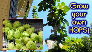 Homegrown Hops harvesting for micro home beer brewing