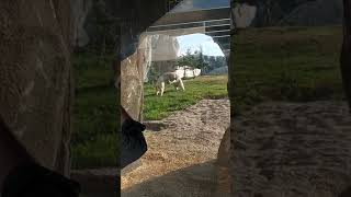 Polar Bears playing June 19, 2019 Assiniboine Park Zoo