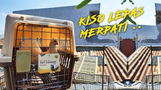 REKOMENDASI PET CARGO | PENGGANTI KISO LEPAS MERPATI | DONDANG LEPAS MERPATI