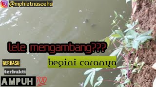 cara mengatasi lele mengambang / jamur pada lele