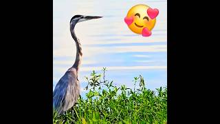 Look Lift Off ❤️ #subscribe #viral #shorts #birds #music #song #love