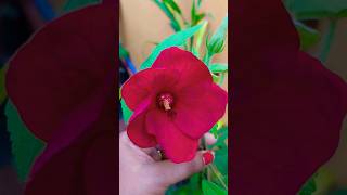 Beautiful flower| flower| Gardening