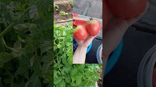 🍅Сажаю Сызранские Помидоры 200шт🍅 #дача #сад #огород #рассада #томаты #весна