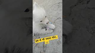 इस से भी ज्यादा गोरा... 😂 #dog #viral #video #trending