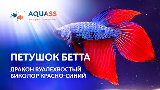 Рыбка петушок самец Вуалехвостый биколор красно-синий