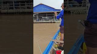 Câu cá basa đầu nguồn nước chảy#shorts #cauca #fish #fishing #caucagiaitri