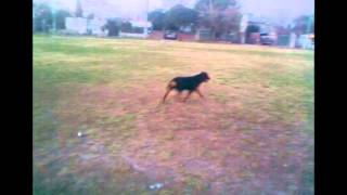 Mi Perrita n_n