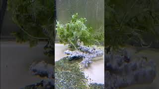 300 Gallon Seahorse Aquarium - Macro Algae Start-up #natureathome #aquarium #macroalgae  #seahorse