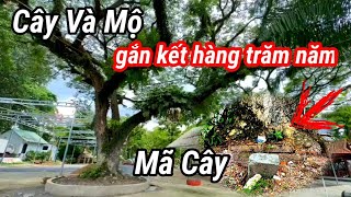 Mã Cây ngôi mộ độc nhất còn lại khi 3000 ngôi mộ được di dời/Nghĩa Trang Sùng Chính