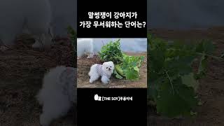 말썽쟁이 강아지가 제일 무서워하는 단어는?