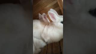 rabbit mating #pet #youtubeshorts #bunny #animal #love