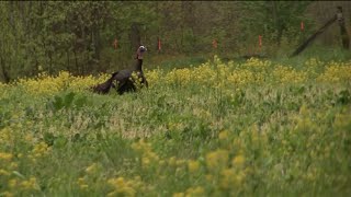 West Virginia Turkey Hunt (Opening Day)