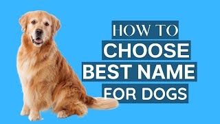 How To Choose Your Dog's Name (6th One is More Funny) | Dog Genesis