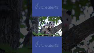 Reasons to hate opossums 🐾|| #foryou #opossum #opossumtherian #pleasedontflop #dontflop #edit #furry