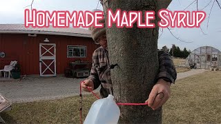 Maple Homemade Maple Syrup.