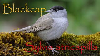 Blackcap / Eurasian blackcap / Sylvia atricapilla