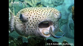 Feeding giant porcupine puffer clam shell