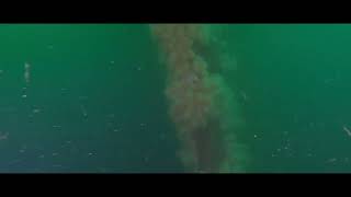 Scylla Wreck Dive - Whitsand Bay, Plymouth