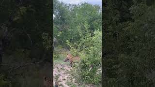 Greedy Leopard Catches an Entire Warthog Family! #shorts #wildlife #safari #viralshorts #ytshorts