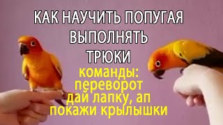 КАК НАУЧИТЬ ПОПУГАЯ ВЫПОЛНЯТЬ ТРЮКИ