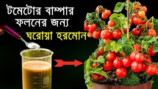 টমেটোর বাম্পার ফলনের ঘরোয়া হরমোন / প্রচুর টমেটো ধরবে, দ্রুত বড় হবে / Home made hormone for tomatoes.