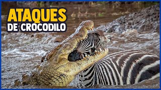 11 ATAQUES IMPRESSIONANTES DE CROCODILOS #curiosidades