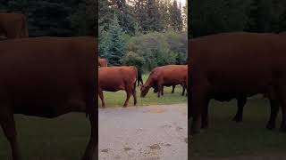 Cows Out = Lawn Maintenance, Fertilized, Trimmed, Chewed & Pooped On!