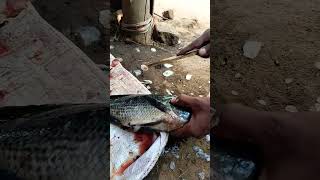 FISH CUTTING