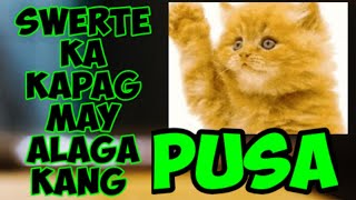 SWERTE KA KAPAG MAY ALAGA KANG PUSA/MGA SWERTENG HATID NG PUSA, ALAMIN