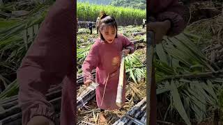 Sugarcane farming peeling taste so swet at beautiful farming #fresh #sugarcane #harvest