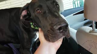 Houston dog training | 6 month old Great Dane puppy Diesel