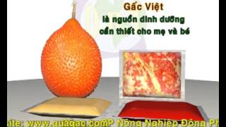 Gac Fruit Viet Nam is a fruit come from heaven