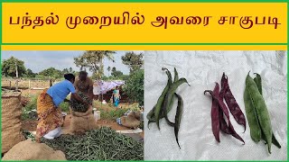 பந்தல் முறையில் அவரைக்காய் சாகுபடி | Lablab cultivation