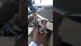 Baby hoopoe is very beautiful | صغار طائر الهدهد جميلة جدا