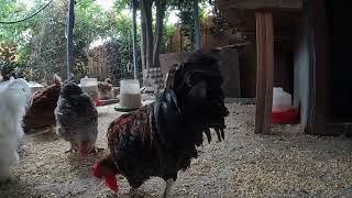 Backyard Chicken Fun Relaxing Video Hens Roosters Sounds Noises!