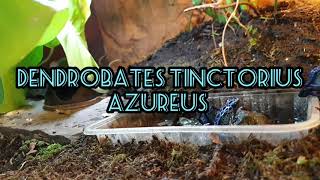 Part 3 trio azureus enclosure bioactive