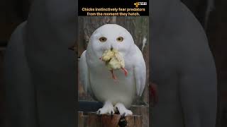 Fun facts about Chicks | Discover with Sabi