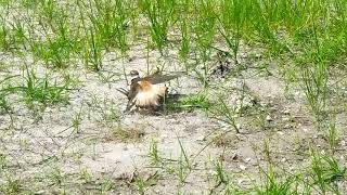 Killdeer Mother Bird defending her nest, eggs, she pretends to have a broken wing.