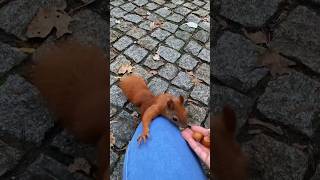 Just squirrelin’ around😁🐿️ Рыжуля на коленке #funnyanimals #funnysquirrels #wildlife #funny