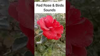 Red Rose and Bird Sound