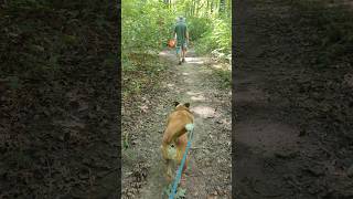 Nature walk!!🌳🌳🌿🌿🌿 #family #puppy #funny #dog #cute #dogs #doglover #nature #summer