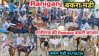 रानीगंज की Famous बकरी Bazar |यहां पर मिलेंगी सबसे सस्ती बकरियां |Raniganj Bakra Mandi 01/10/24