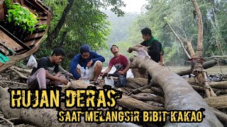 HUJAN BERKAH DI HUTAN BENAU SAAT MELANGSIR BIBIT KAKAO