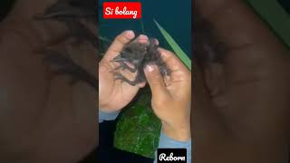 bang tiko mancing sidat sampe gelap dapat anak burung ruak ruak #9 #shorts #kookiko