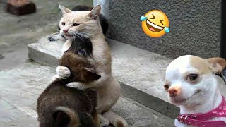 1 HOUR The Best Angry Dogs 🐶 and Crazy Cats 😹 Funny Videos 2024